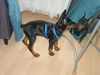 Dobermann Hund