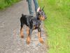 Dobermann Hund