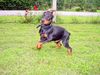 Dobermann Hund