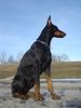 Dobermann Hund