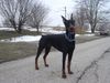 Dobermann Hund