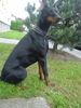 Dobermann Hund