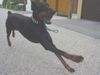 Dobermann Hund