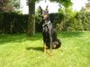 Dobermann Hund