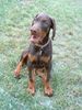 Dobermann Hund