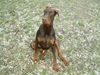 Dobermann Hund