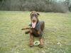 Dobermann Hund