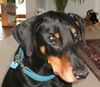 Dobermann Hund