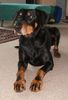 Dobermann Hund