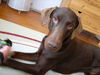 Dobermann Hund