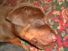 Dobermann Hund