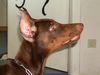 Dobermann Hund