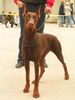 Dobermann Hund