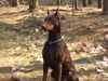 Dobermann Hund