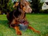 Dobermann Hund