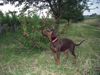 Dobermann Hund