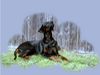 Dobermann Hund