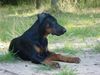 Dobermann Hund