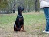 Dobermann Hund