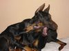 Dobermann Hund