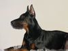 Dobermann Hund