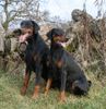 Dobermann Hund