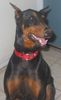 Dobermann Hund