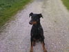 Dobermann Hund