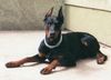 Dobermann Hund