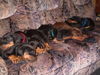 Dobermann Hund