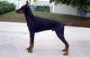 Dobermann Hund