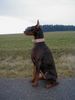 Dobermann Hund