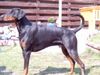 Dobermann Hund