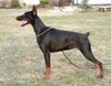 Dobermann Hund