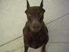 Dobermann Hund