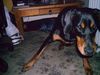 Dobermann Hund