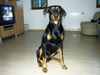 Dobermann Hund