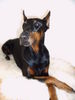 Dobermann Hund