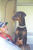 Dobermann Hund