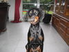 Dobermann Hund