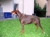 Dobermann Hund