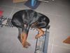 Dobermann Hund