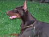 Dobermann Hund