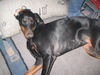 Dobermann Hund