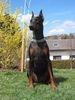 Dobermann Hund