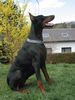 Dobermann Hund