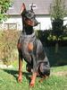 Dobermann Hund