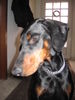 Dobermann Hund