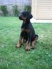 Dobermann Hund