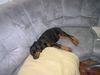 Dobermann Hund